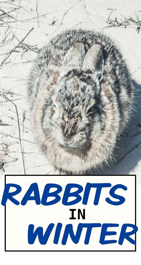 What Does Wild Rabbits Eat In Winter Abiewoq