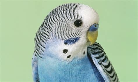 Hundreds Of Budgies Stolen From Breeders Home In Hampshire Uk News