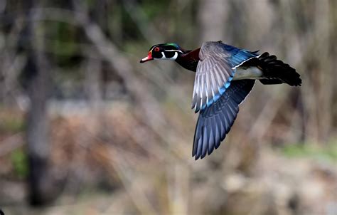How To Shoot More Wood Ducks This Hunting Season Field And Stream