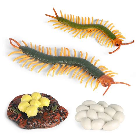 Centipede Life Growth Cycle Simulation Insects Model Science Education