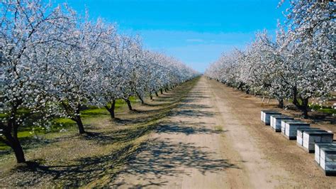 Flowering Almond Trees In Californias Central Valley Visiting The