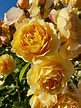 Rose ''Graham Thomas'' | Graham thomas rose, Beautiful flowers photos ...