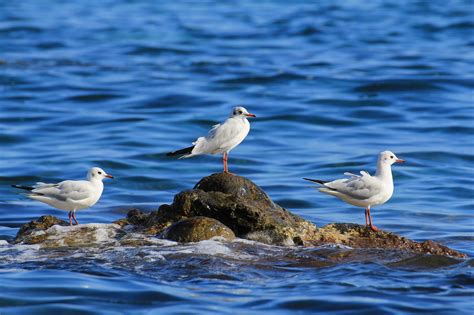 Seagull Birds Trio Sea Stone Ocean Bird Wallpapers Hd Desktop