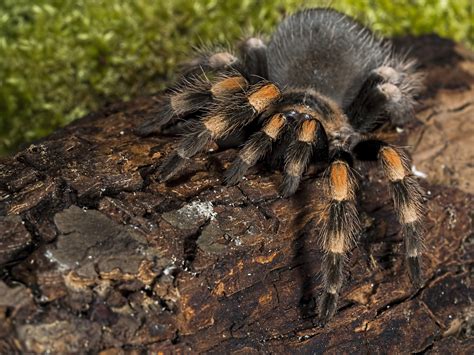 Mexican Redknee Tarantula By Peter Atkinson 500px