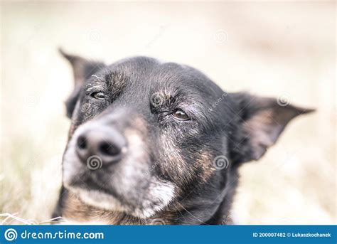 Old And Sick Dog Dying Of Cancer Stock Photo Image Of Inoperable