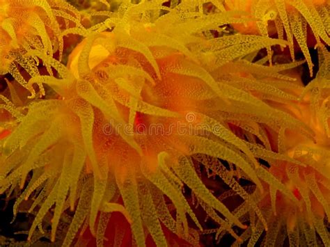 Orange Cup Coral Stock Photo Image Of Thailand Texture 44903524