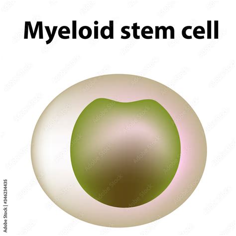 The Structure Of Platelets Platelets Are A Blood Cell Myeloid Stem