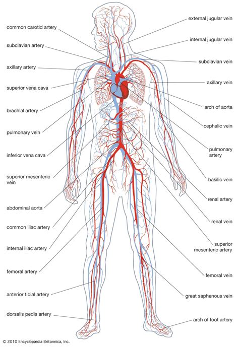 Anatomy Label Major Arteries And Veins 12 Circulatory System Major