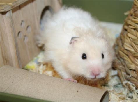 Inky The Lucky Slick Syrian Hamster Gspca Guernsey