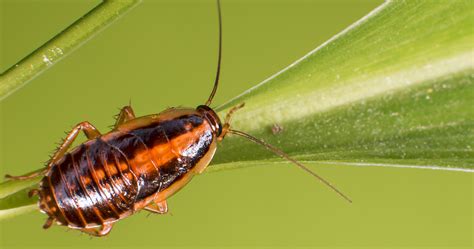 Albino Cockroach Offers Sale Save 44 Jlcatjgobmx