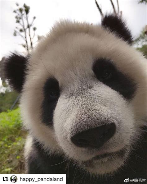 Pin On Pandas How Cute