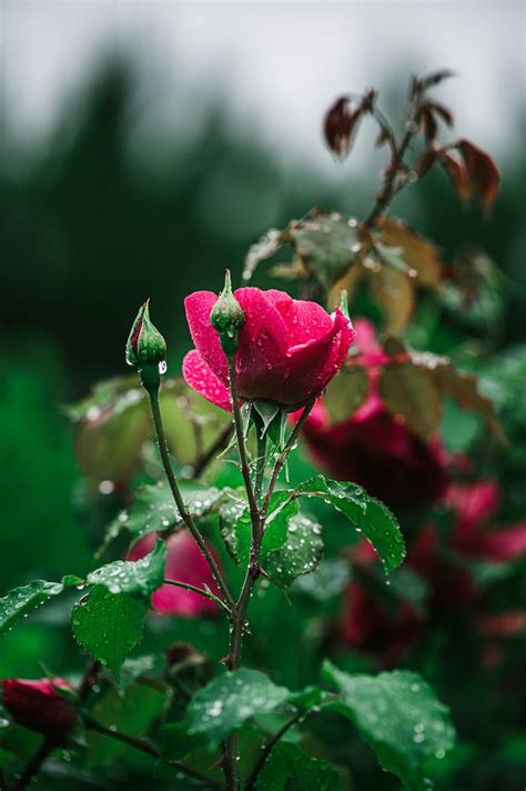 Pink Rose In Bloom During Daytime Photo Free Rose Image On Unsplash