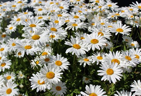 40 Different Types Of Daisies And What They Look Like Plantsnap