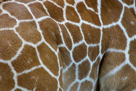 Giraffe Skin Pattern Free Photo Download Freeimages