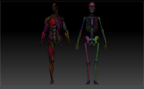 Skeleton Muscles Study 3d Model Turbosquid 1532554