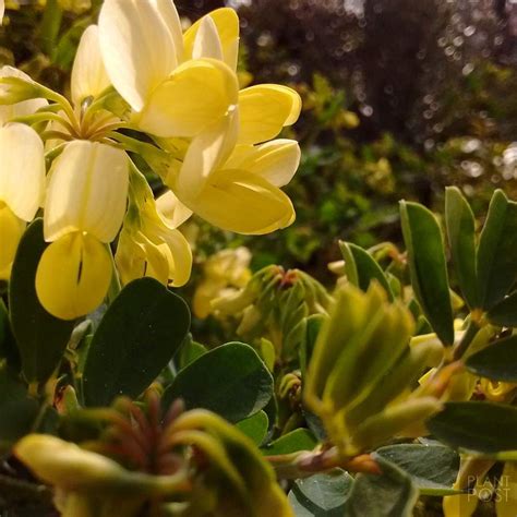 Coronilla Valentina Subsp Glauca Citrina