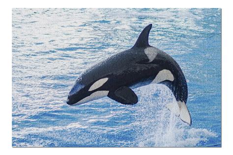 Jumping Orca Killer Whale Over Blue Water 9004386 20x30 Premium 1000