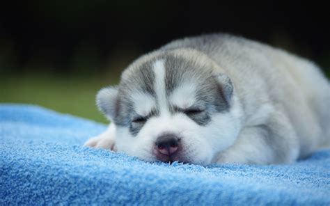 It's no wonder that people love to make graphics and memes using them as the feature of the image. Husky Puppies Wallpaper - Wallpaper, High Definition, High Quality, Widescreen