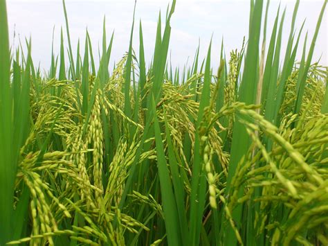 Serangan padi angin boleh menjejaskan pengeluaran dan kualiti hasil. Selamat datang ke laman web sistem maklumat geospatial padi