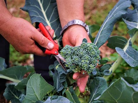 Learn How And When To Harvest Broccoli