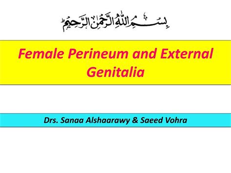 PPT Female Perineum And External Genitalia PowerPoint Presentation