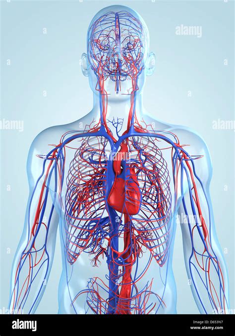 Sistema Circulatorio Fotografías E Imágenes De Alta Resolución Alamy
