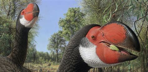 A Case Of Mistaken Identity For Australias Extinct Big Bird