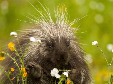 Funny Porcupine New Latest Images Funny And Cute Animals