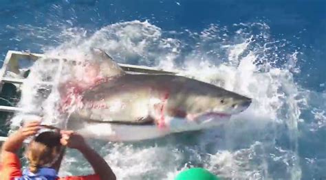 Cage Fight Great White And Diver In Horrifying Struggle After Shark