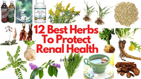 12 Best Herbs To Protect Renal Health How Can I Naturally Protect My