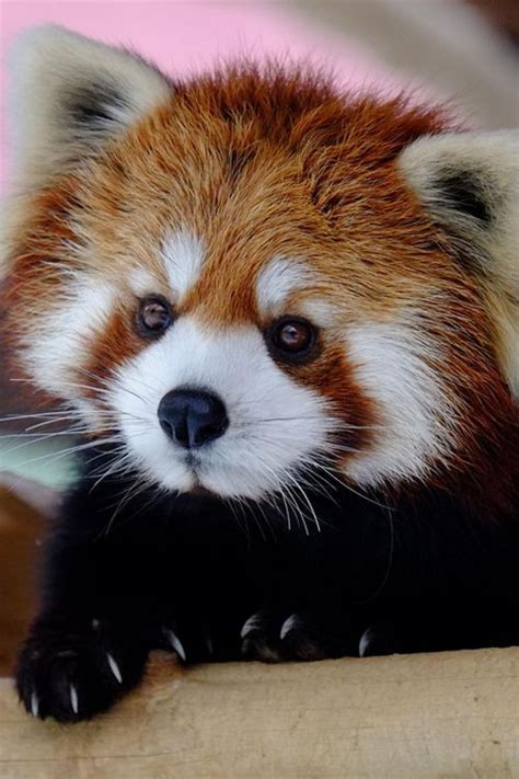 Baby Red Panda On Tumblr