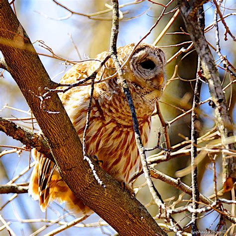 Barred Owl Hooting I Did Play A Barred Owl Hoot On The Pho Flickr