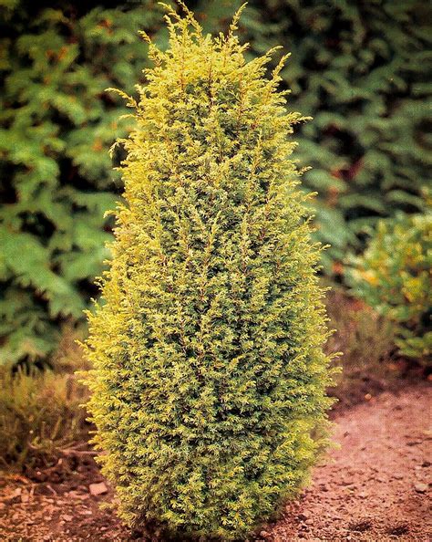 Gold Cone Juniper Tree For Sale Online The Tree Center