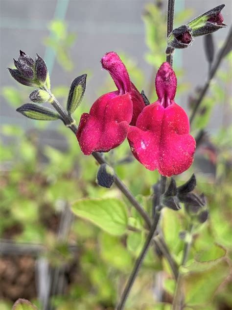 Salvia Cherry Lips Beth Chattos Plants And Gardens