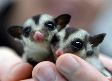 Tiny Sugar Glider Cubs Smaller Than The Palm Of A Hand Have Become A