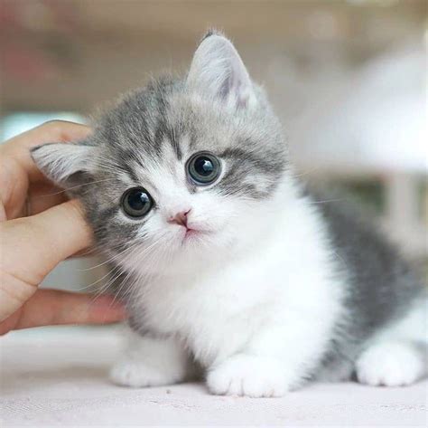 Hình ảnh Tuyệt đẹp Của Kitty Cute Cats Trong Thiên Nhiên Hoang Dã