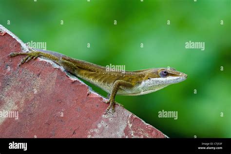 Green Anole Lizard Anolis Carolinensis Hanging On Brick Wall Stock