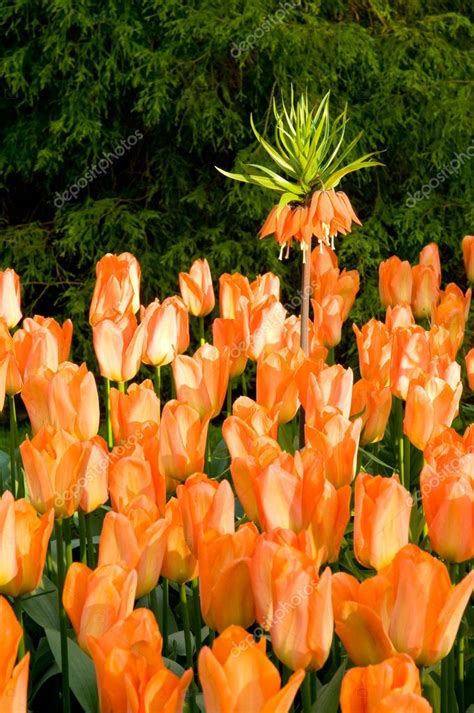 Orange Tulips — Stock Photo © Arievdwolde 2702672