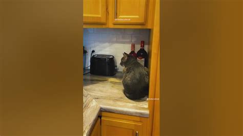 Cats Vs Toasters Shorts Youtube