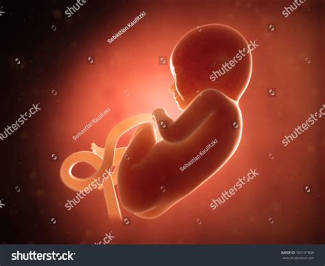 Medical Illustration Human Fetus Month 8 Stock Illustration 182197808