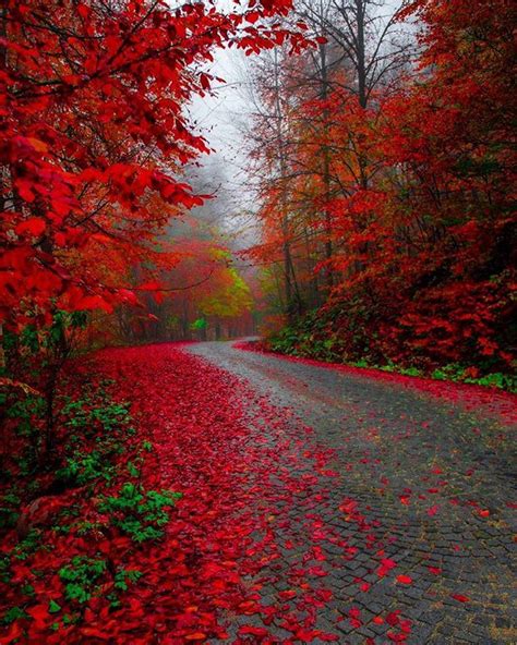 Yedigoller National Park Bolu Turkey Autumn Foliage Autumn Leaves