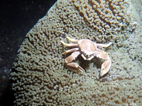 Crabs Crustaceans Marine Life Sea Undersea