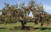 Il melo: potatura, forme di allevamento e cure, guida completa ...