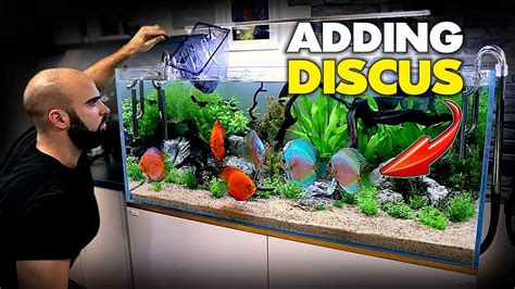 Adding The Discus Planted Discus Aquarium Build Ep4 Md Fish Tanks