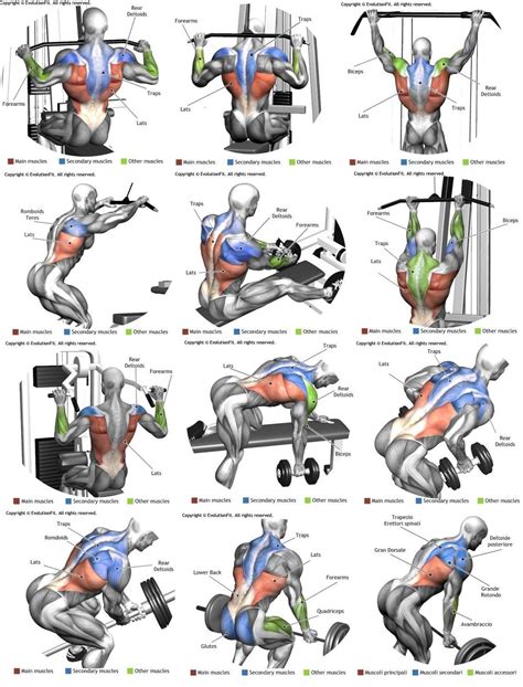 These muscles are also responsible for defining the surface anatomy of the upper arm and shoulder. Pin by Patlan Baeza on Back work outs | Best chest workout ...