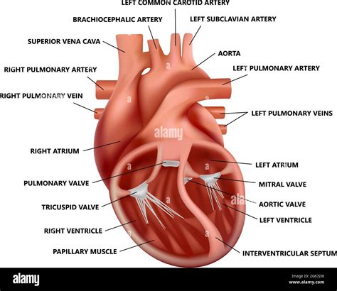 Anatomically Correct Heart Human Heart Diagram Anatomy