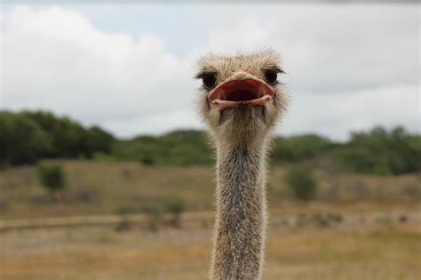 451 Cute And Funny Ostrich Names For Your Speedy Pal Animal Hype