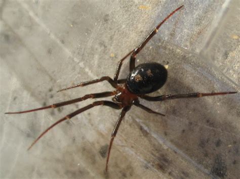 Domestic Spider Steatoda Grossa Bugguidenet
