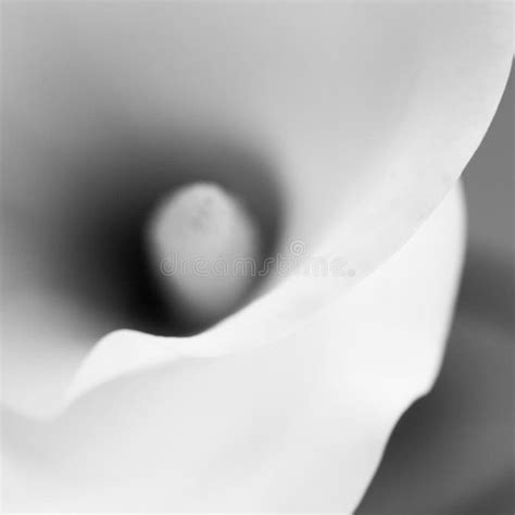 Abstract Macro Photography Of Calla Flower With Details Stock Photo