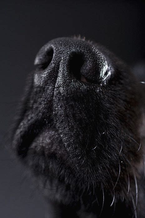 Why Are Dogs Noses Black